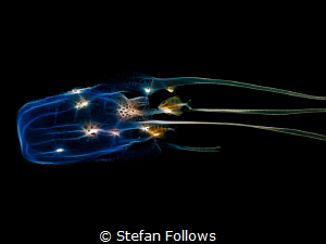 Blue Moon. Box Jellyfish - Morbakka virulenta. Sail Rock,... by Stefan Follows 